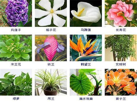 草的名字|草本植物(花卉)图鉴及常见问题大全